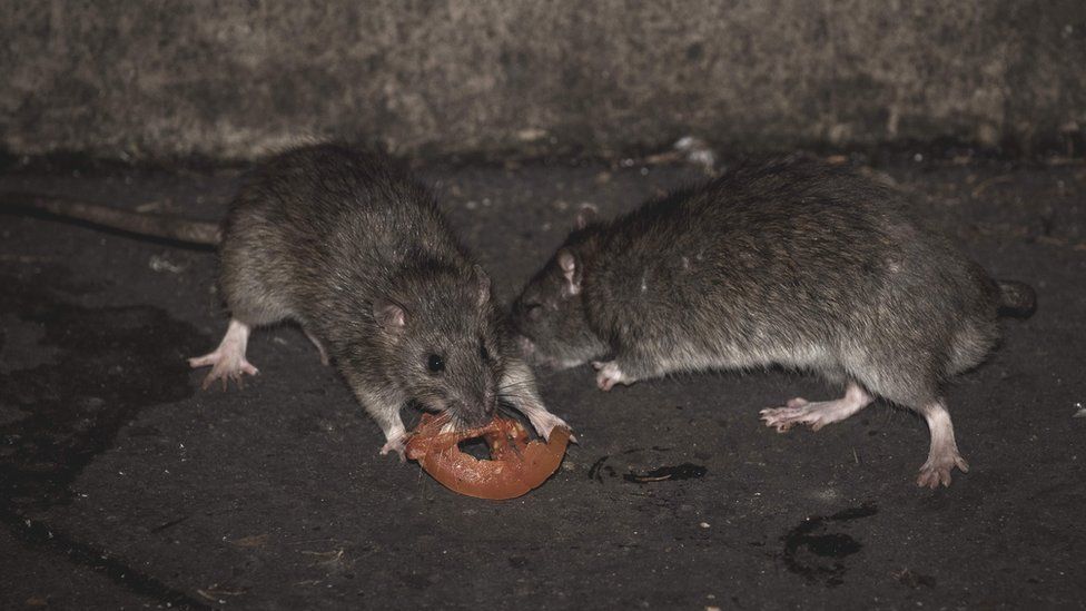 Rats in Paris (file image)