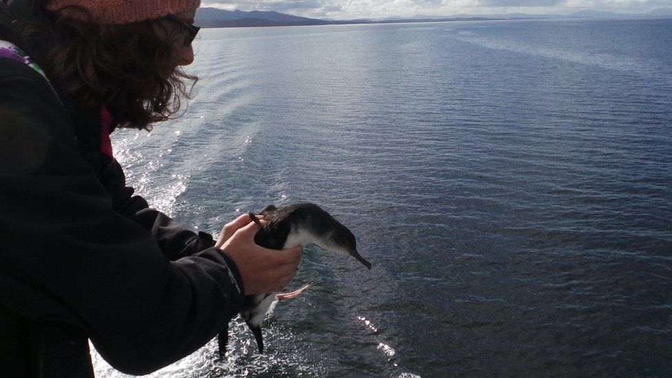 Manx shearwater being released from a ferry