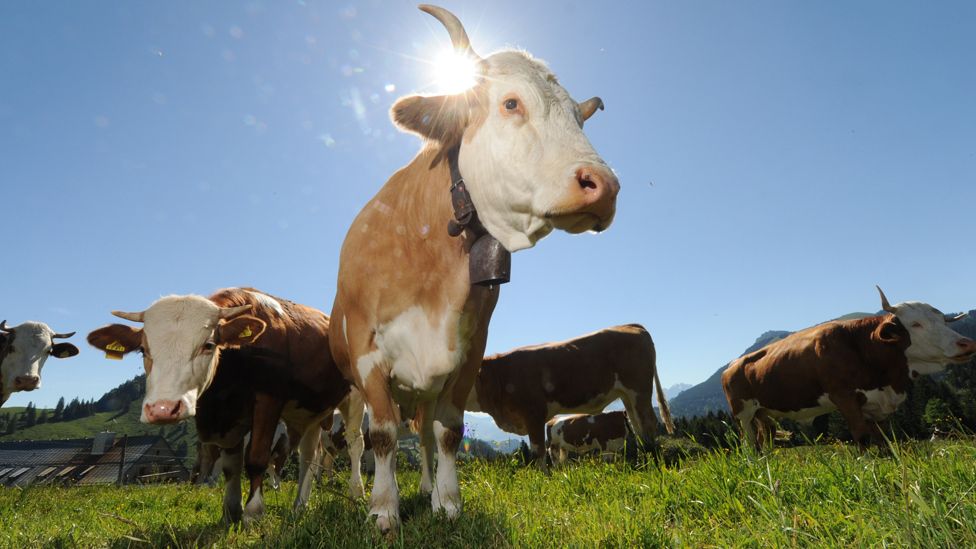 Cows in Bayerischzell, 6 Jun 14