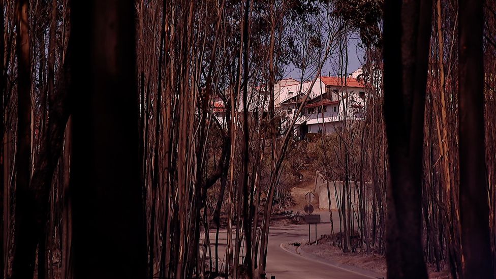 Charred trees on the edge of Varzeas