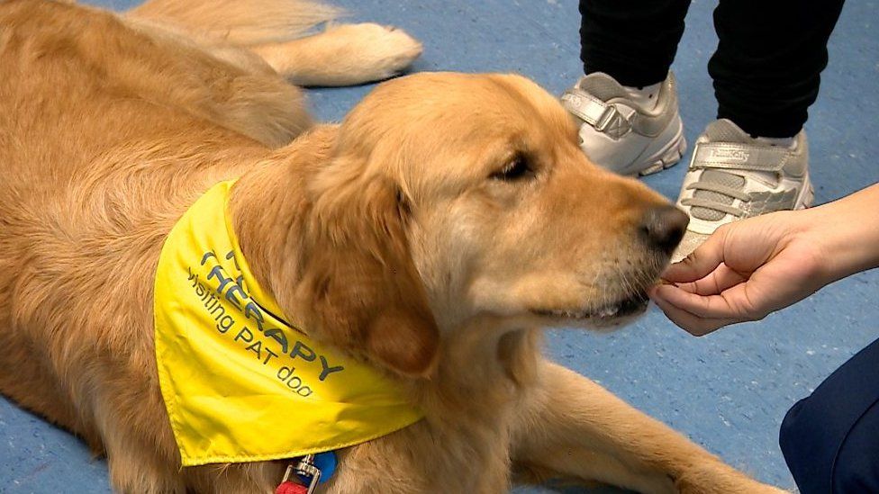Dr Cuddles the therapy dog