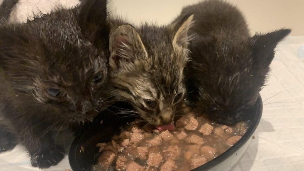 Kittens eating food