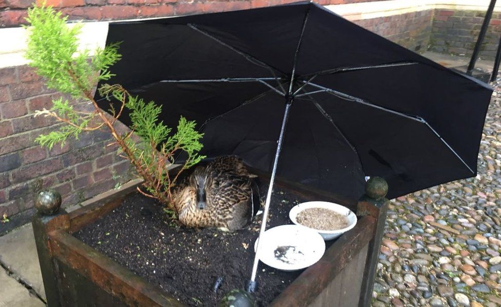 Duck under an umbrella