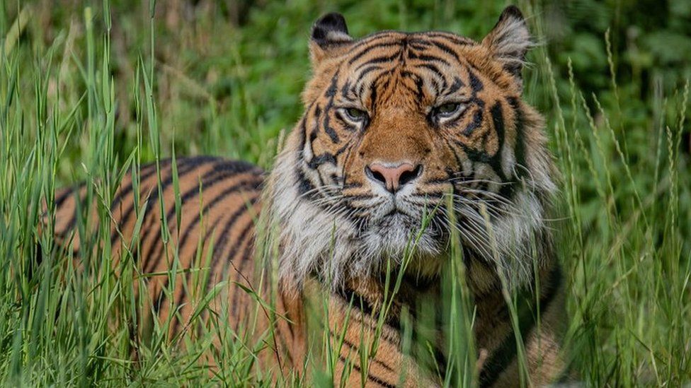 They're our pride and joy': The Amur tiger cubs who have made Longleat home  - Somerset Live