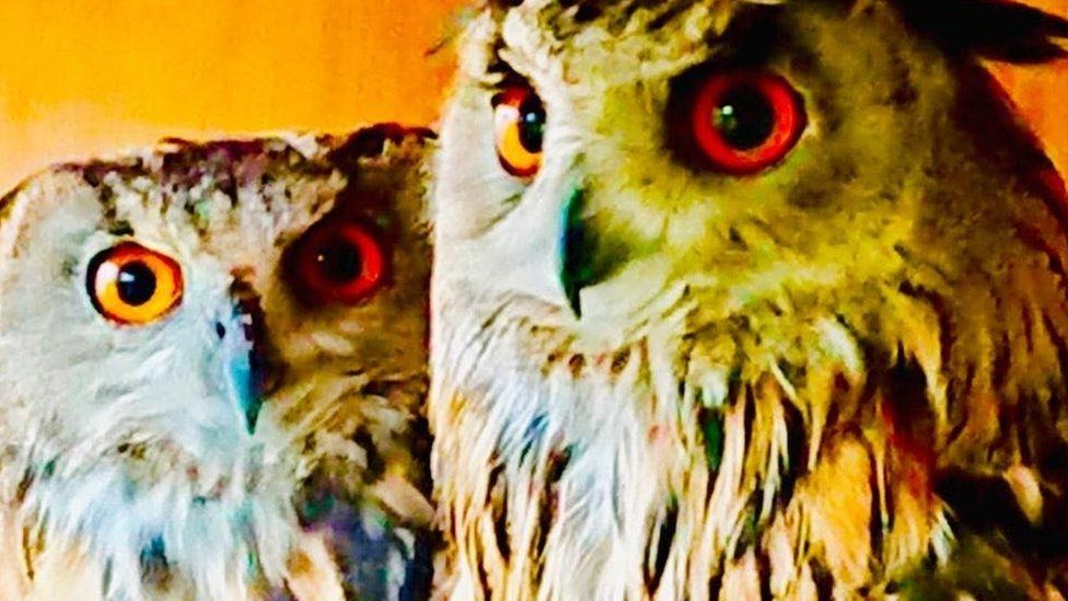 Eagle owls Victoria and Maximus
