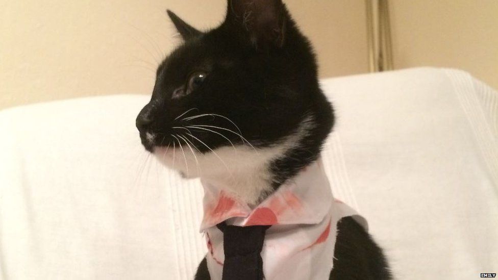 Ivy the kitten, dressed as a zombie for Halloween