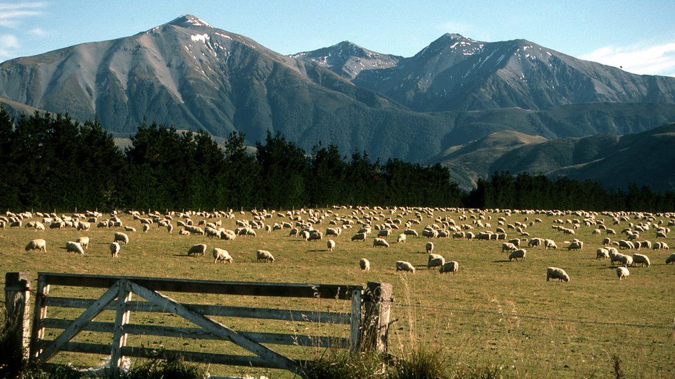 Sheep farm on South Island, New Zealand