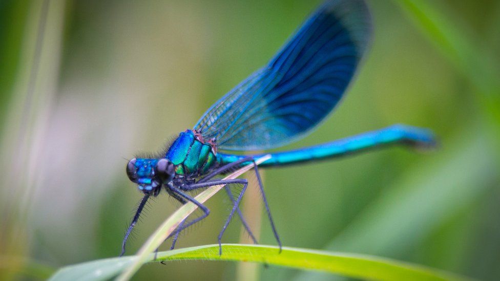 Do Dragonflies Eat Mosquitos? How To Attract Dragonflies, 52% OFF