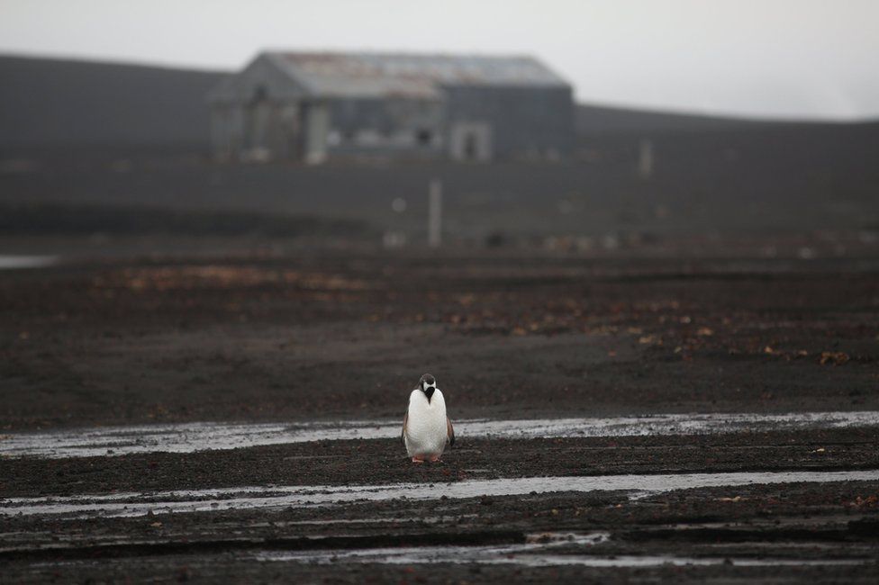 A lone penguin walking on a beach with a wooden building in the background