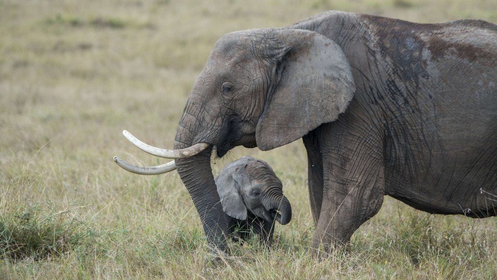 African elephant stands in front of a baby elephant on the open grassy plain