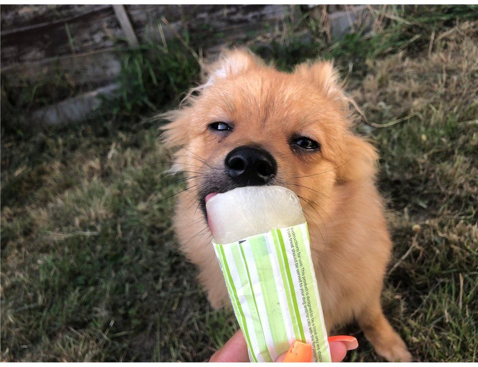 dog with ice lolly