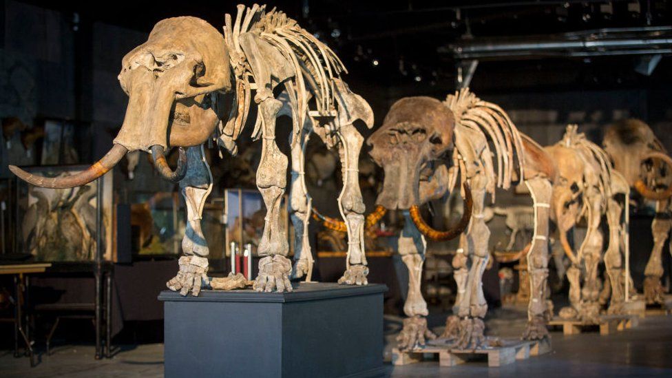 A family of mammoths being sold at auction