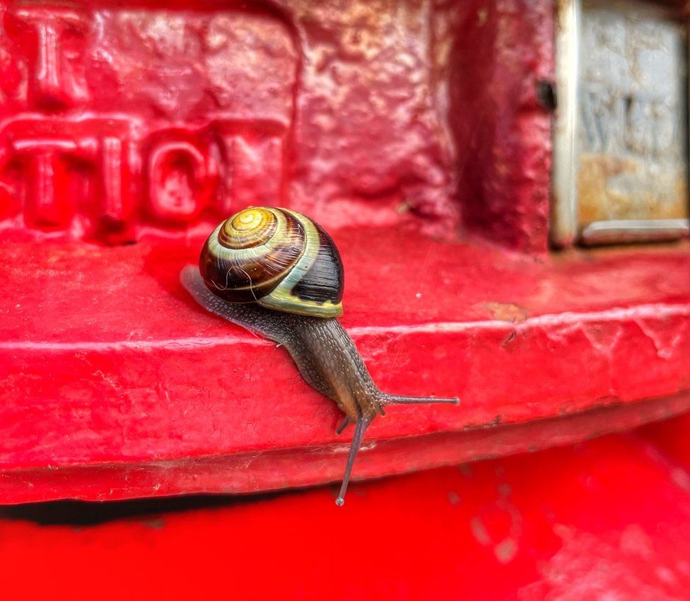 Snail on mail box
