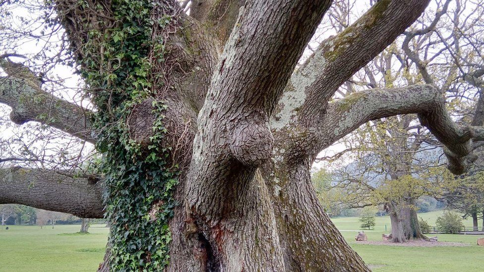 Kilbroney Oak in County Down