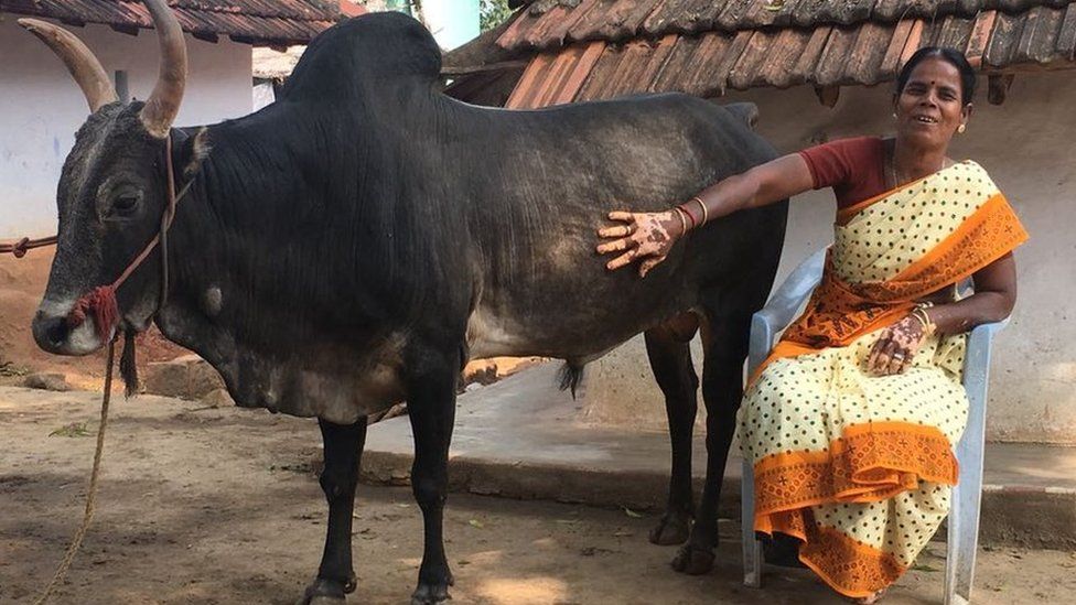 Selvarani with her bull Ramu