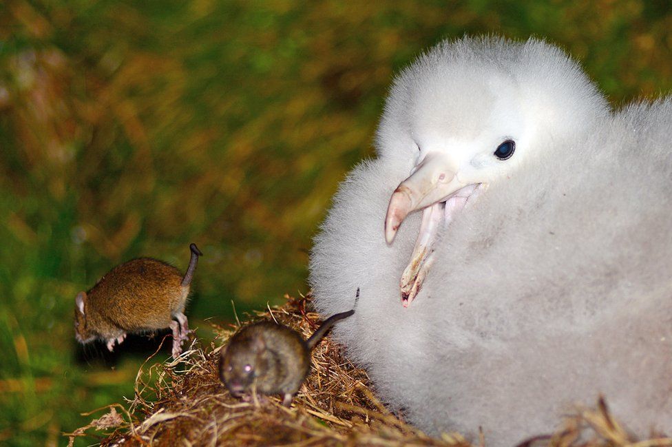 Mice attacking an albatrosses chick on the Island of Gough in the South Atlantic
