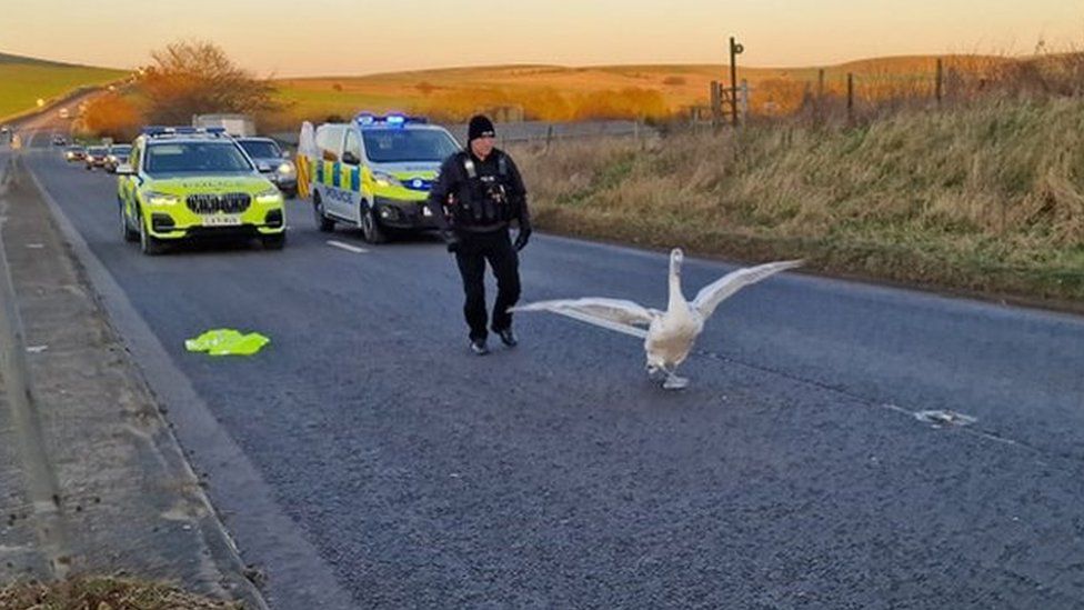 Cygnet being chased by police officer on the A361 near Devizes