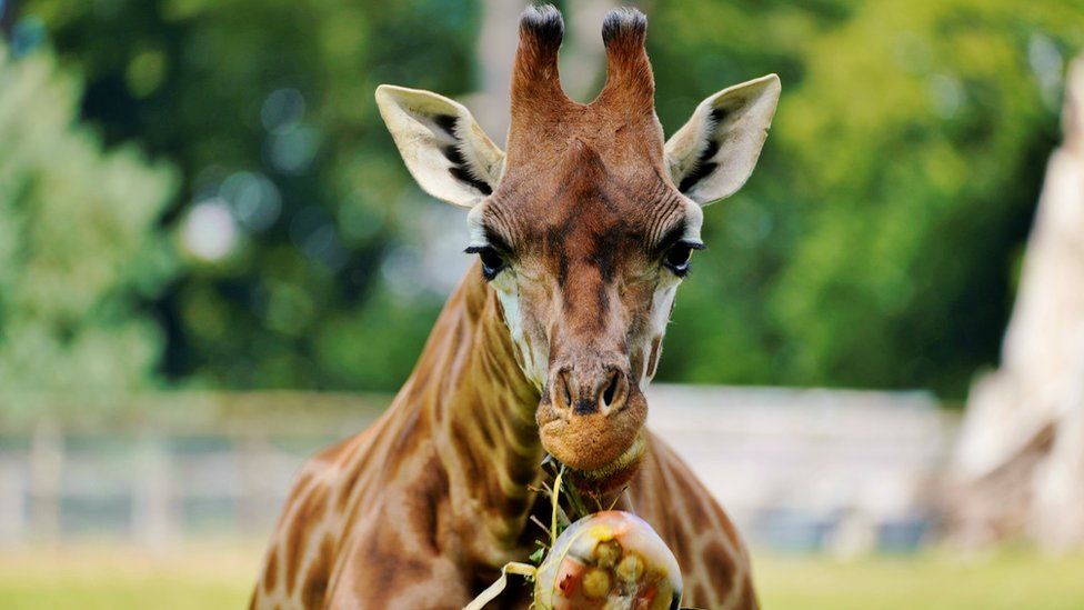 Giraffe eating frozen treat