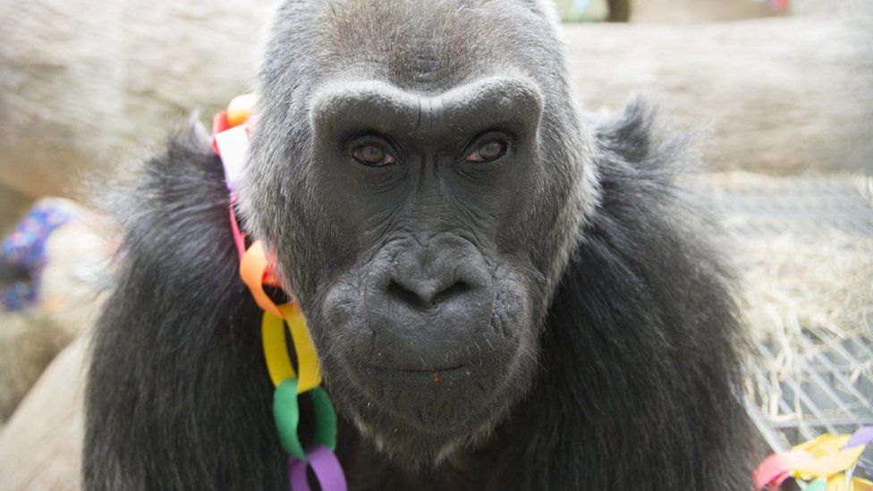 Colo, the oldest gorilla born in captivity, seen on her 56th birthday at Columbus Zoo in Columbus, Ohio, in 2006