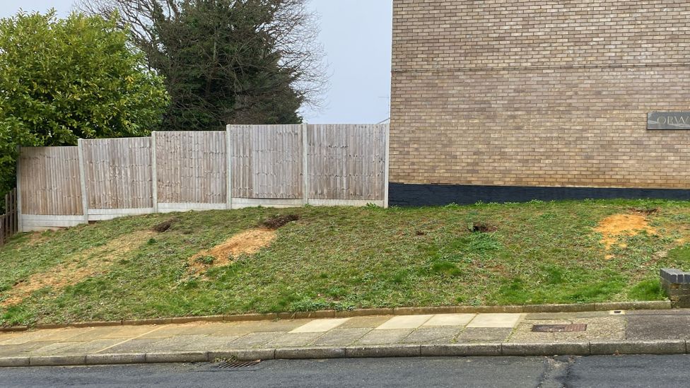 Fox dens in the side of a verge in Ipswich