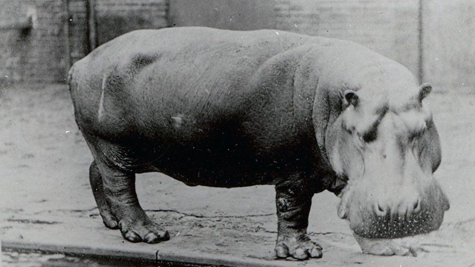 How Guy the gorilla became the star of London Zoo - BBC News