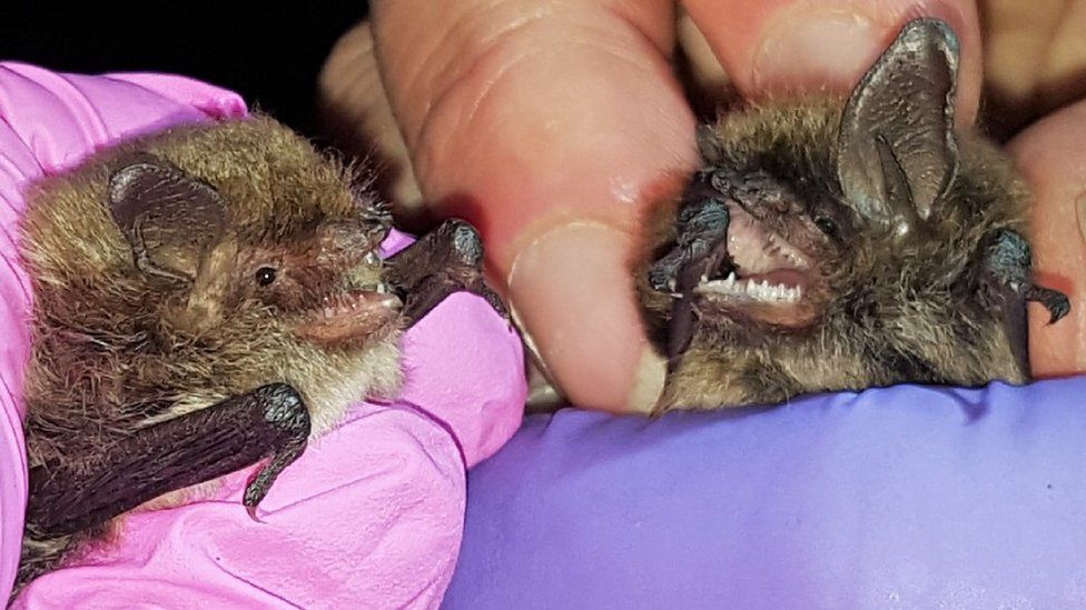 Alcathoe bat and whiskered bat