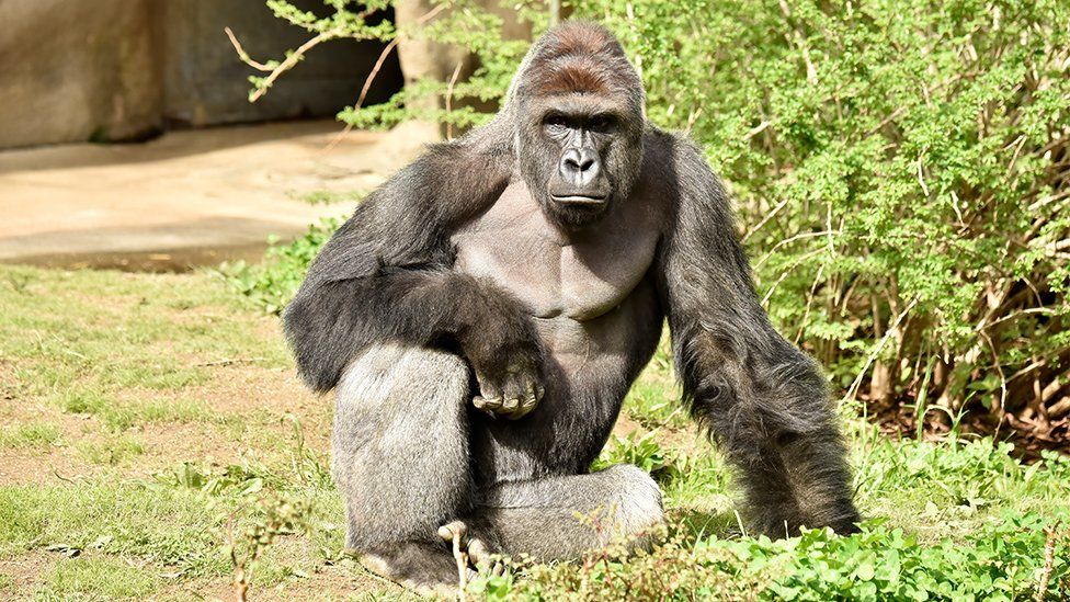 Harambe the Gorilla sitting down