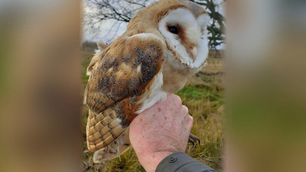 Brown and white barn owl with a hand holding it