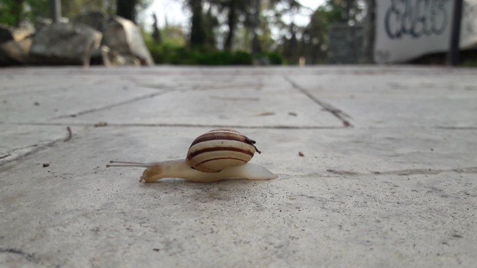 A snail on a path