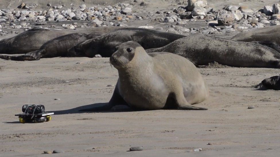 Elephant seal female
