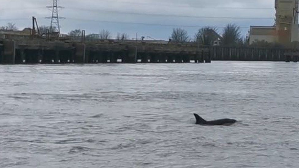 Dolphins in the River Thames, Northfleet