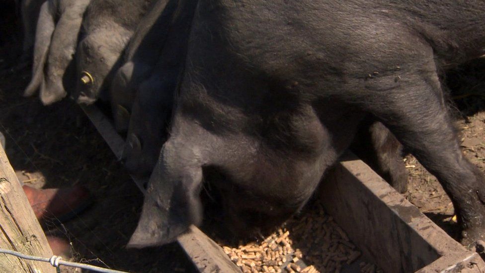 Doubling of feed costs leads pig farmer to sell half of herd BBC News