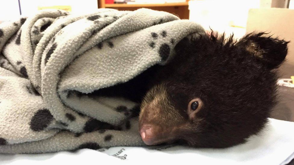 Baby bear wrapped up in blanket