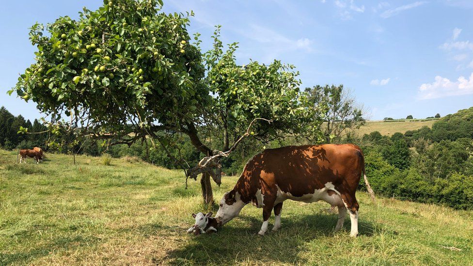 Cow and a calf under a tree in Mapleton, Derbyshire