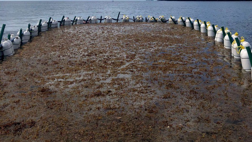 A test floating barrier containing Sargassum seaweed
