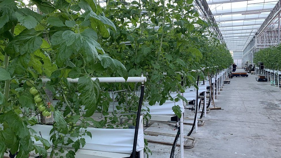 Rows of tomato plants