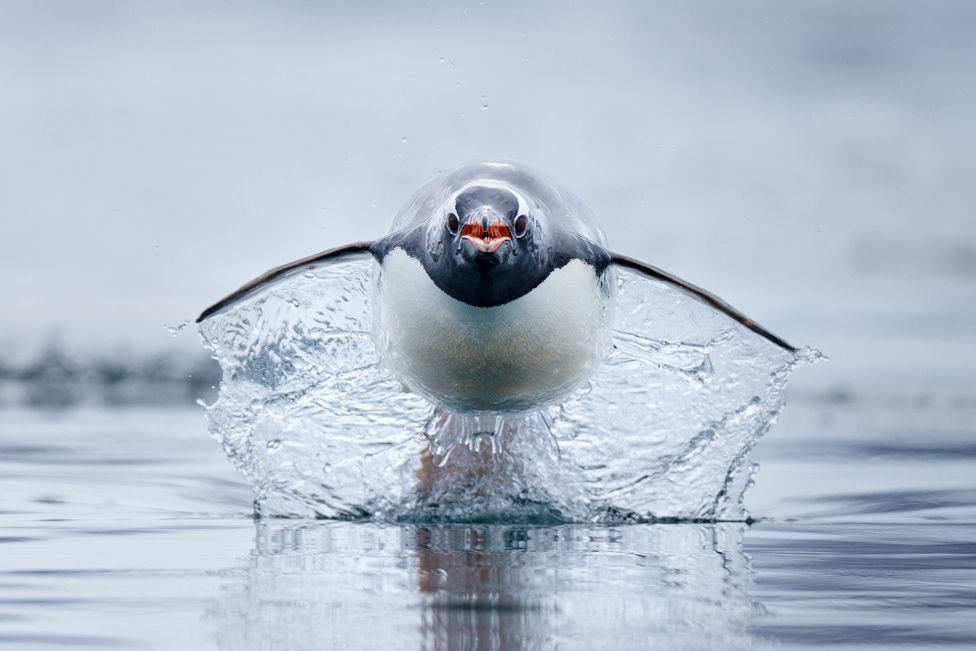 Папуанский пингвин, самый быстрый вид пингвинов в мире, мчится по воде.