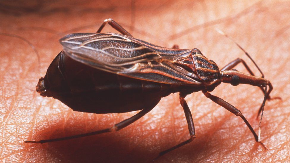 Макрофотография убийцы или целующего жука (Rhodnius prolixus), питающегося человеком.