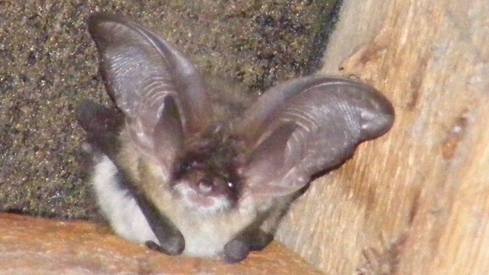 Grey Long-eared bat