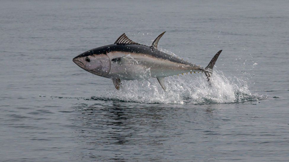 Blue fin tuna off Devon