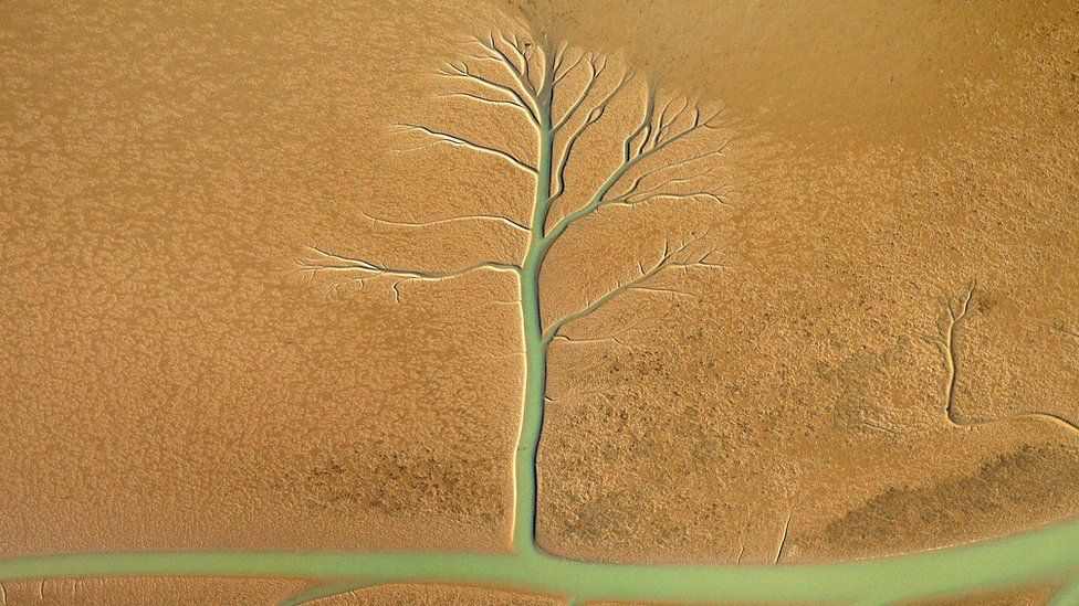 Aerial photos capture 'tree of life' structures in Norfolk and Suffolk ...