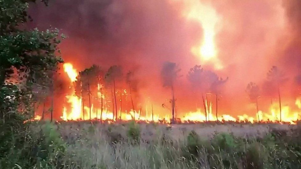 Fire burns across a row of trees with flames leaping into the sky