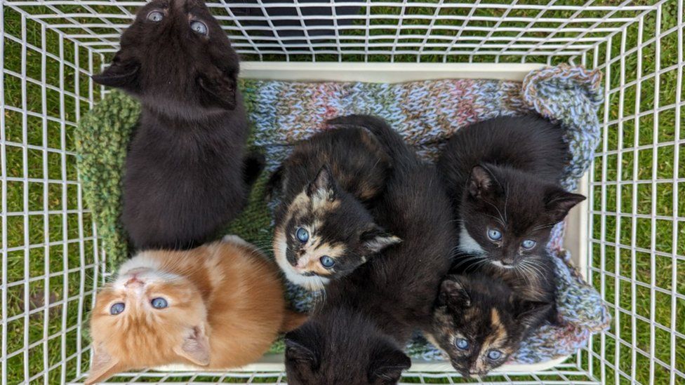 Goole: Appeal after box of kittens abandoned at vets - BBC News