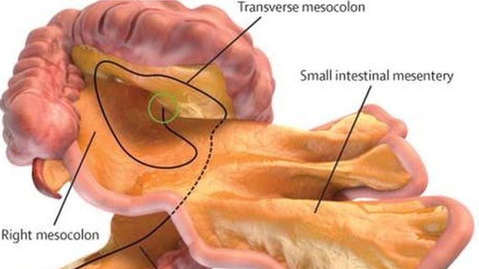 The structure of the new organ, called the mesentery