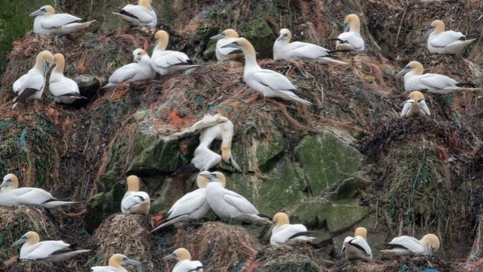 Alderney's gannets