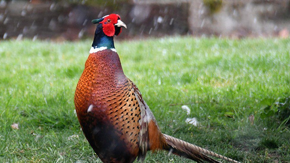 Pheasant on grass during snowfall