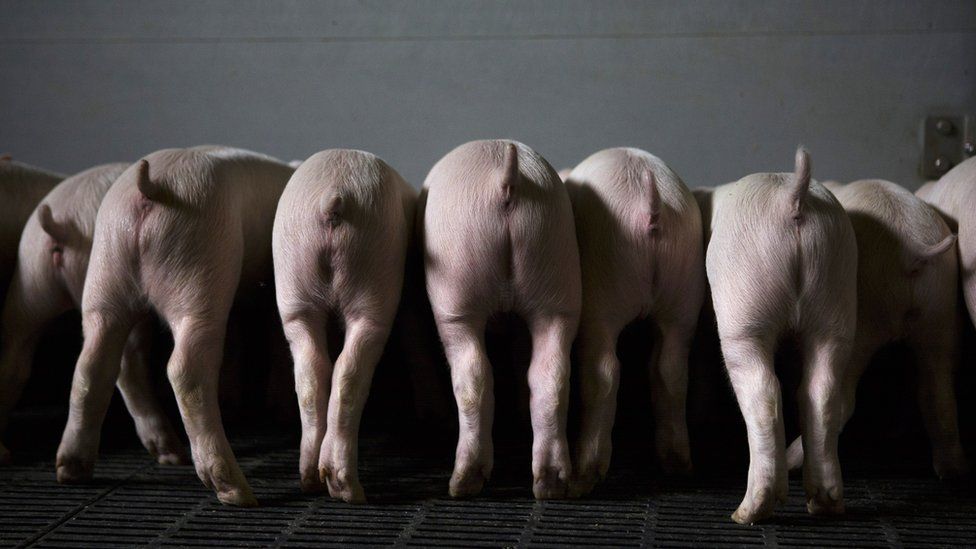 Generic image of pigs facing away from camera while eating