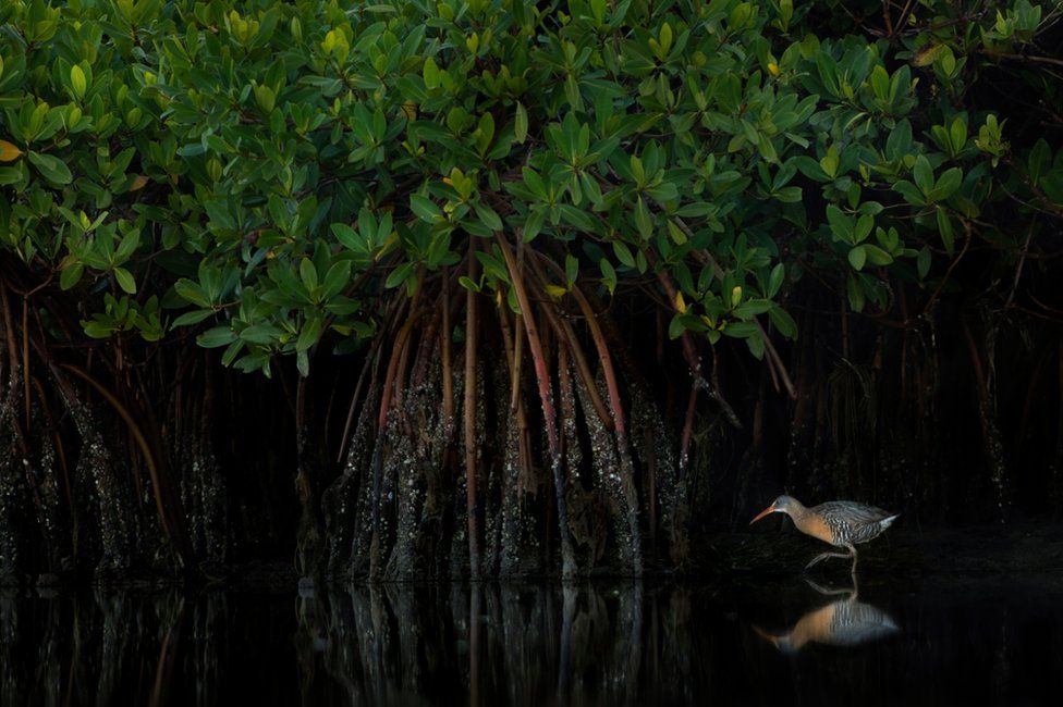 A clapper rail walks in water in a mangrove forest in the USA