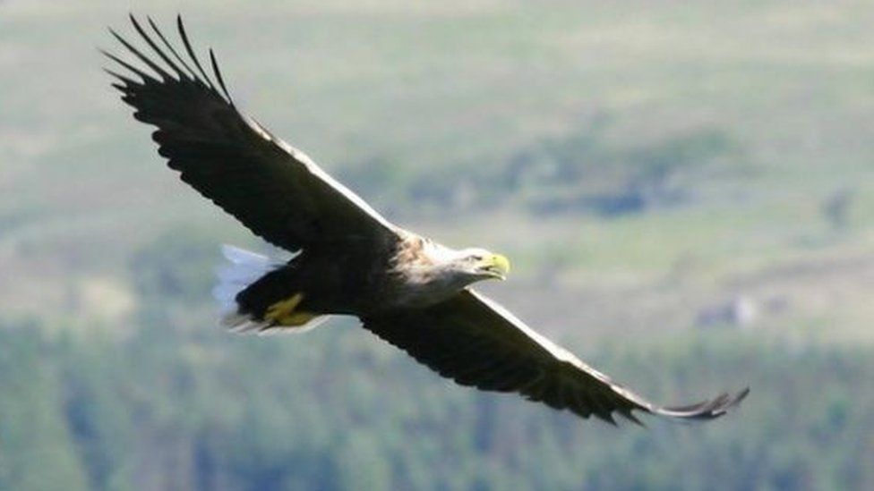 sea eagle