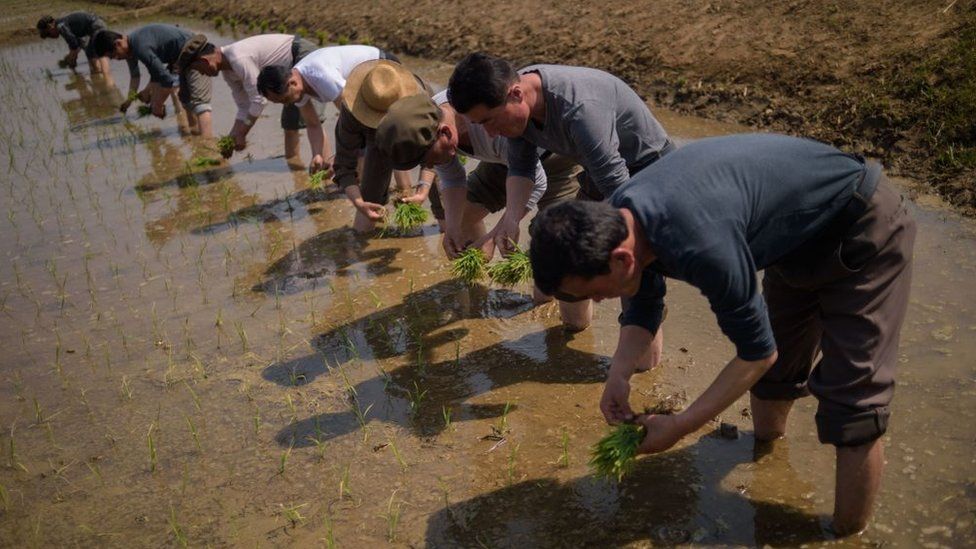 Le persone partecipano a un evento annuale di semina del riso nella città di Nampho a Chongsan-ri, vicino a Nampho, il 12 maggio 2019